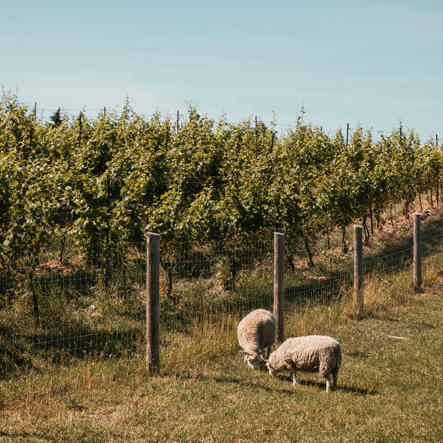 ECOFORIA products are vegan & cruelty-free